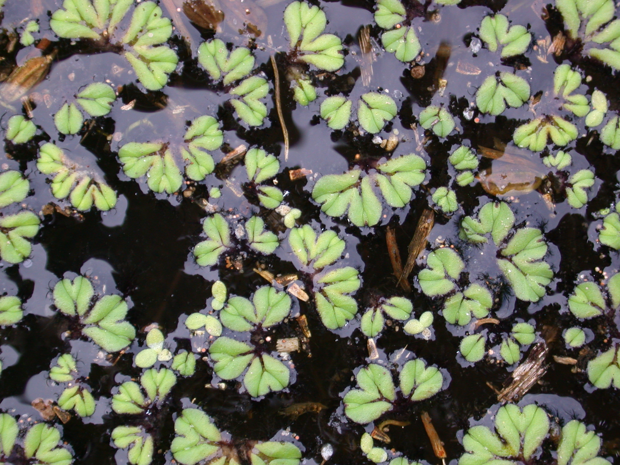 <i>Ricciocarpos natans</i> (L.) Corda (<i>Ricciaceae</i>)