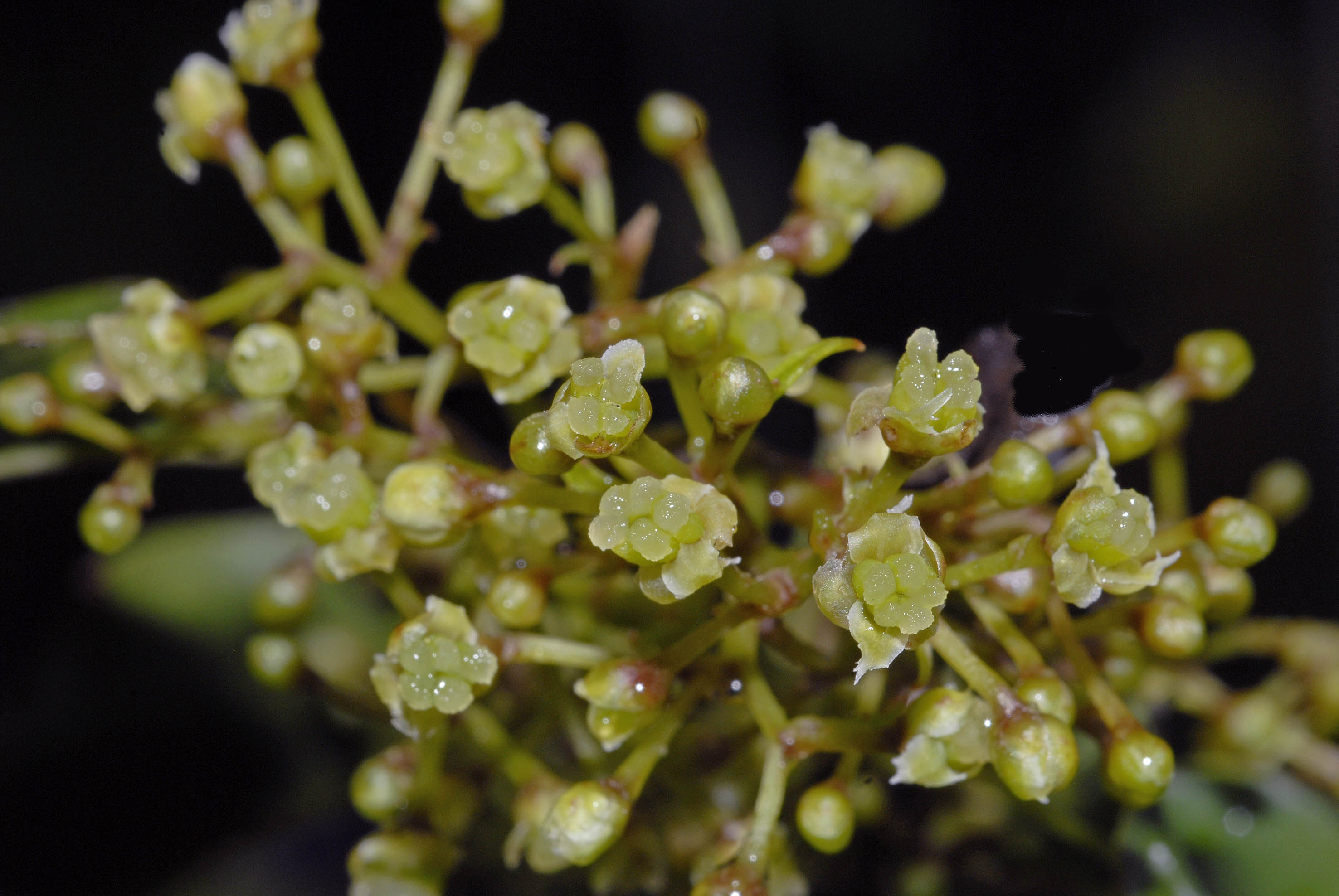 アンボレラ（アンボレラ科）の雌花