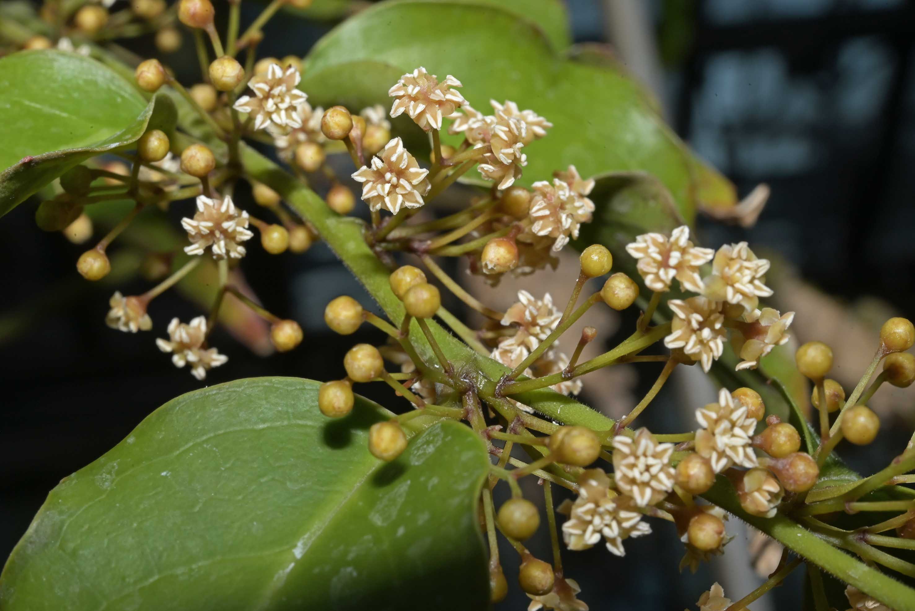 アンボレラ（アンボレラ科）の雄花