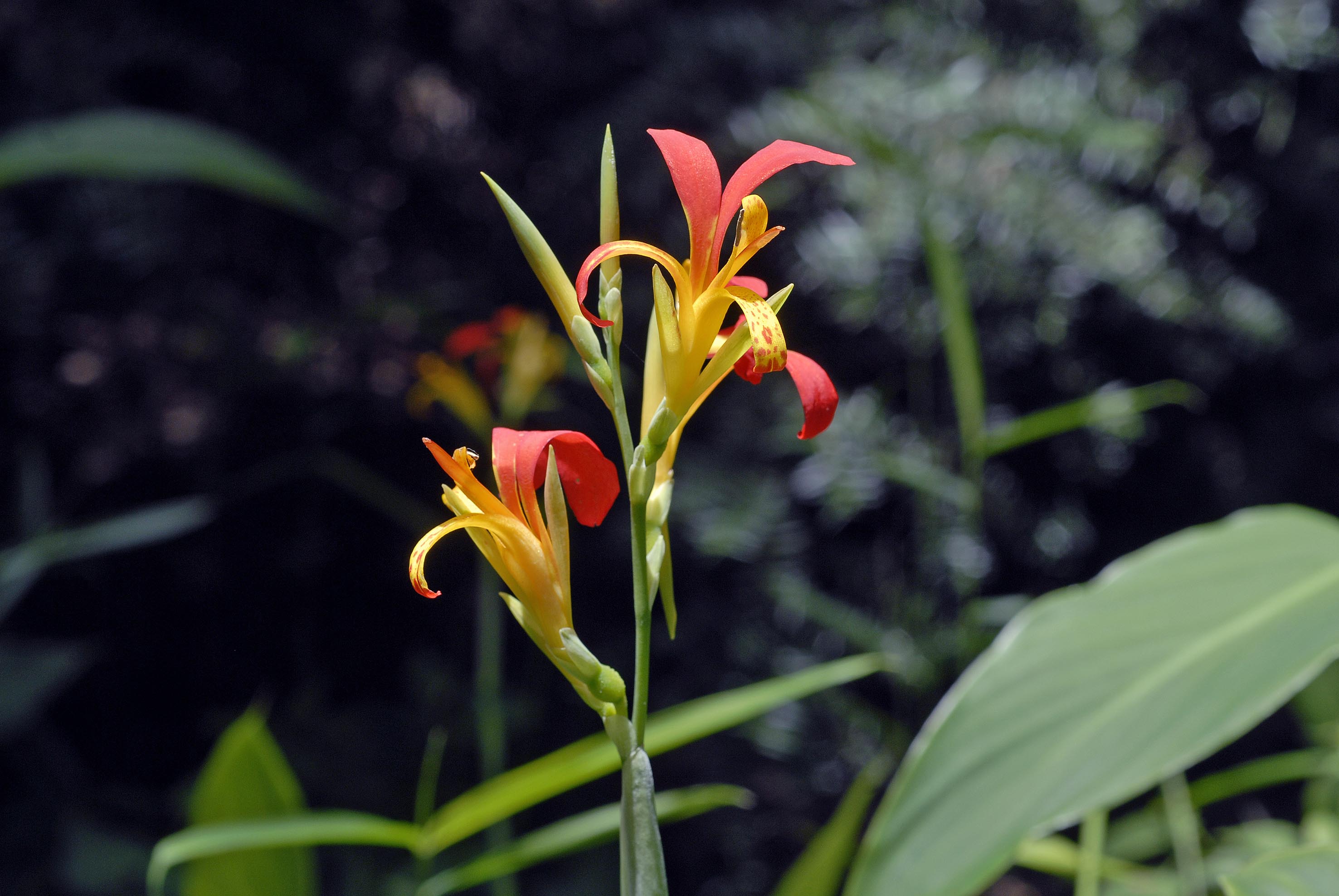 ダンドク（カンナ科）