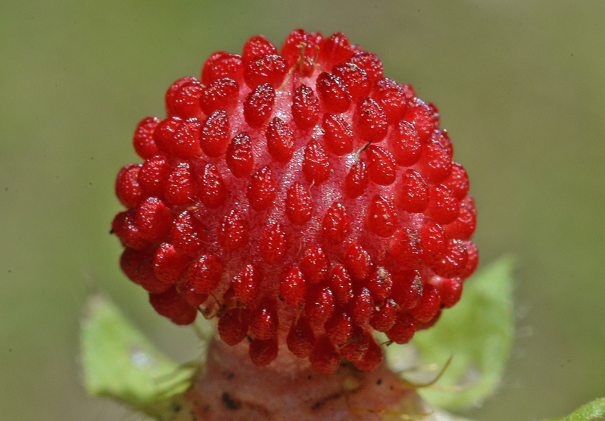<i>Potentilla hebiichigo</i> Yonek. & H.Ohashi (<i>Rosaceae</i>)