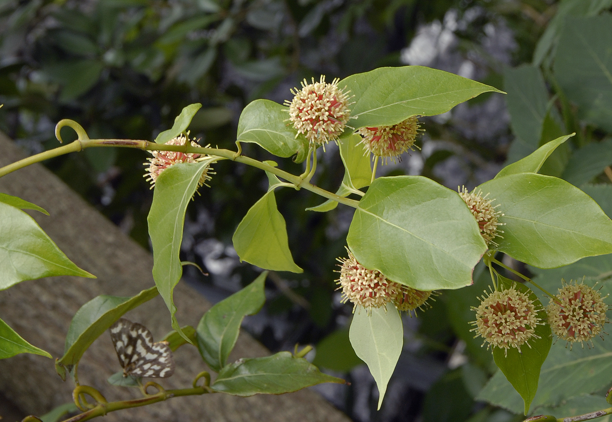 <i>Uncaria rhynchophylla</i> (Miq.) Miq. (<i>Rubiaceae</i>)
