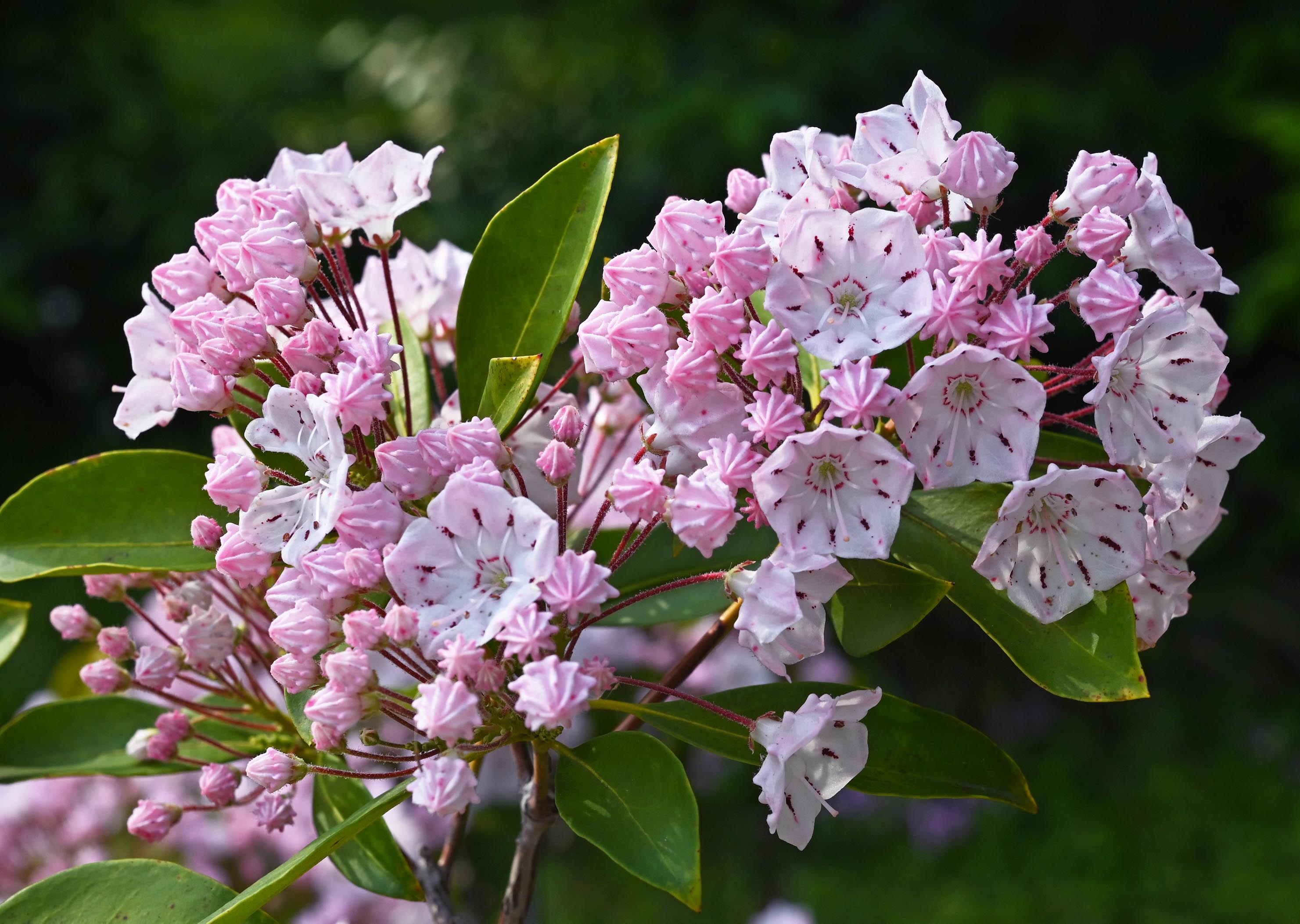 カルミア（ツツジ科）