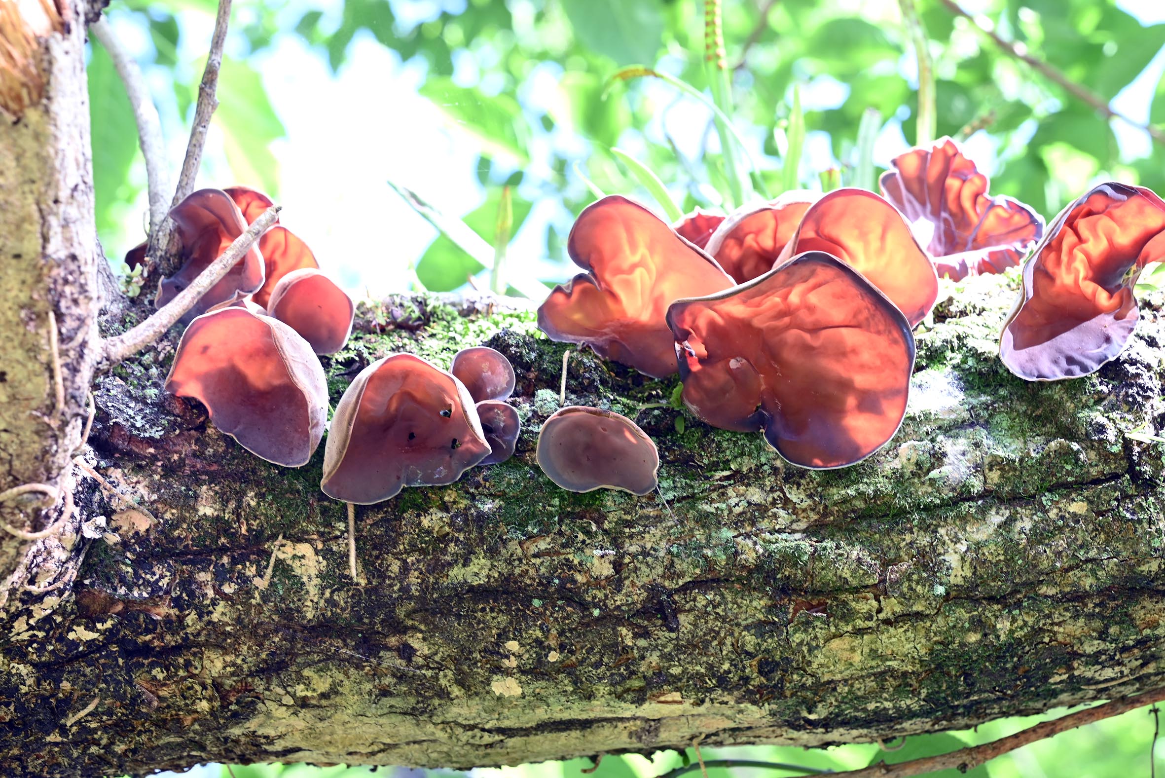 <i>Auricularia cornea</i> Ehrenb. (<i>Auriculariaceae</i>)