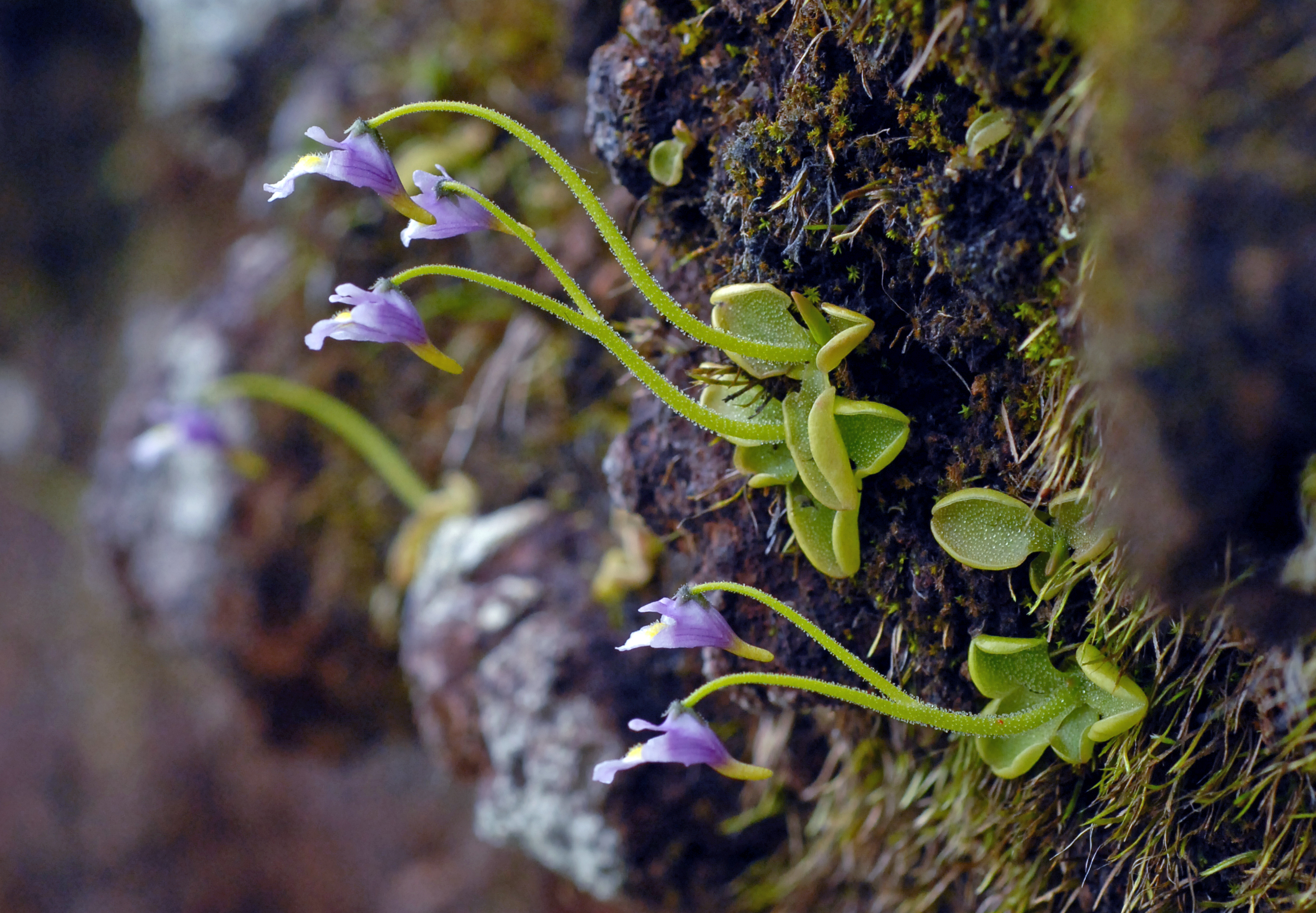<i>Pinguicula ramose</i> Miyoshi (<i>Lentibulariaceae</i>)