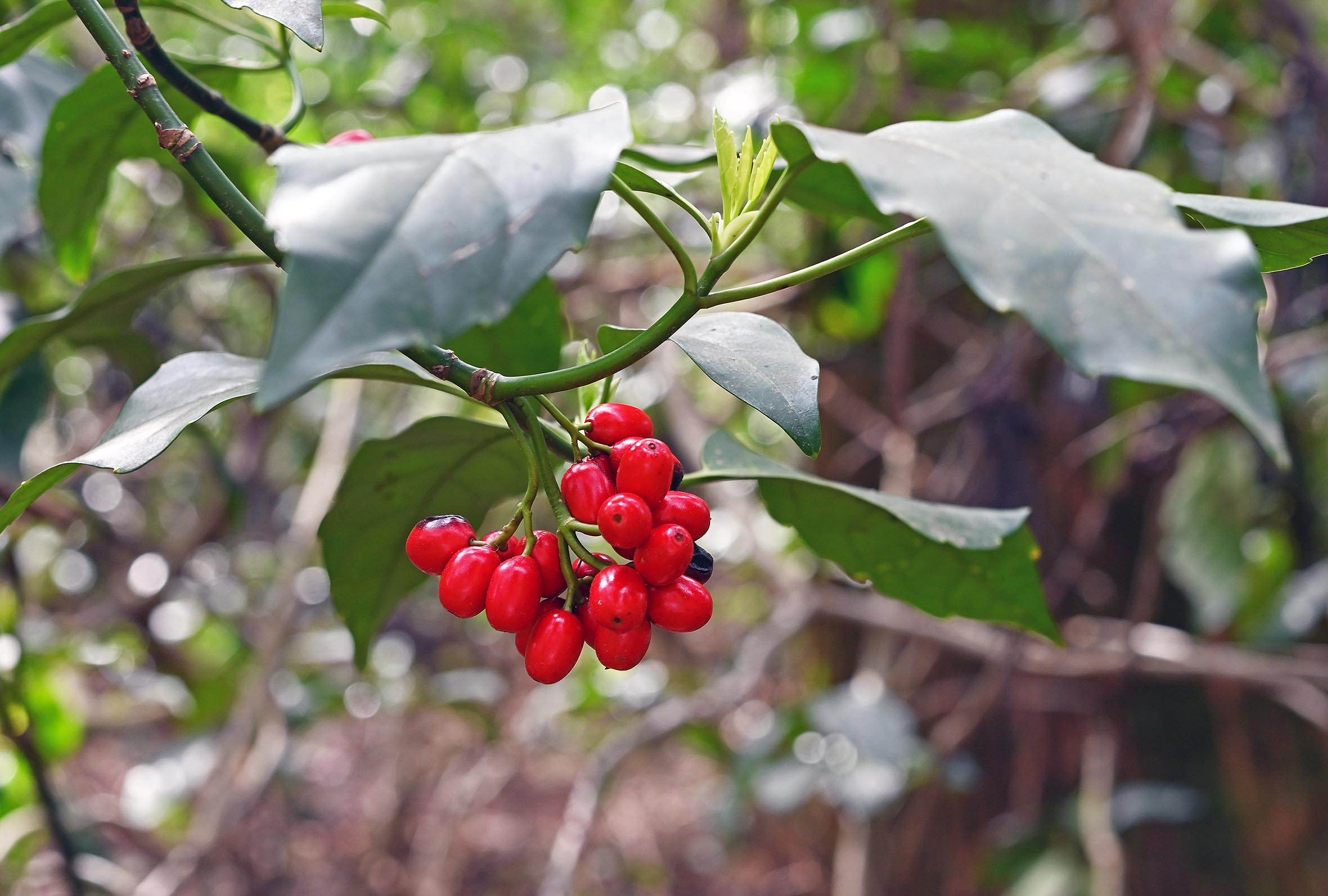 ナンゴクアオキ（アオキ科）