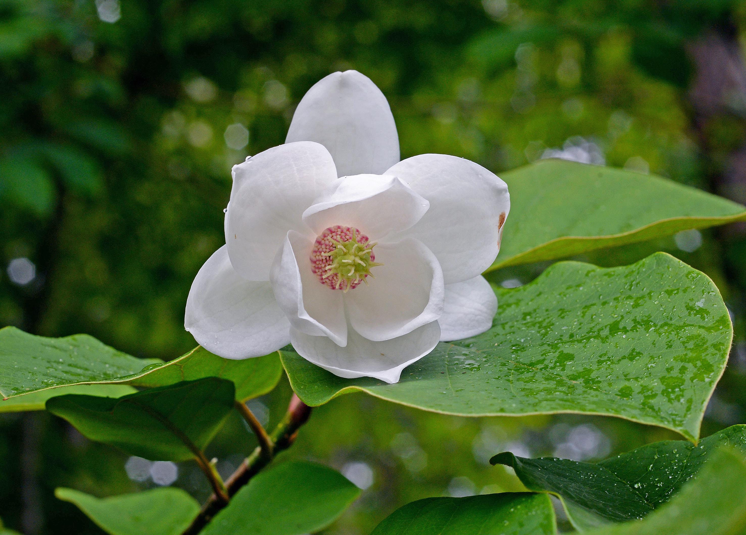 <i>Magnolia sieboldii</i> K.Koch subsp. <i>japonica</i> K.Ueda (<i>Magnoliaceae</i>)