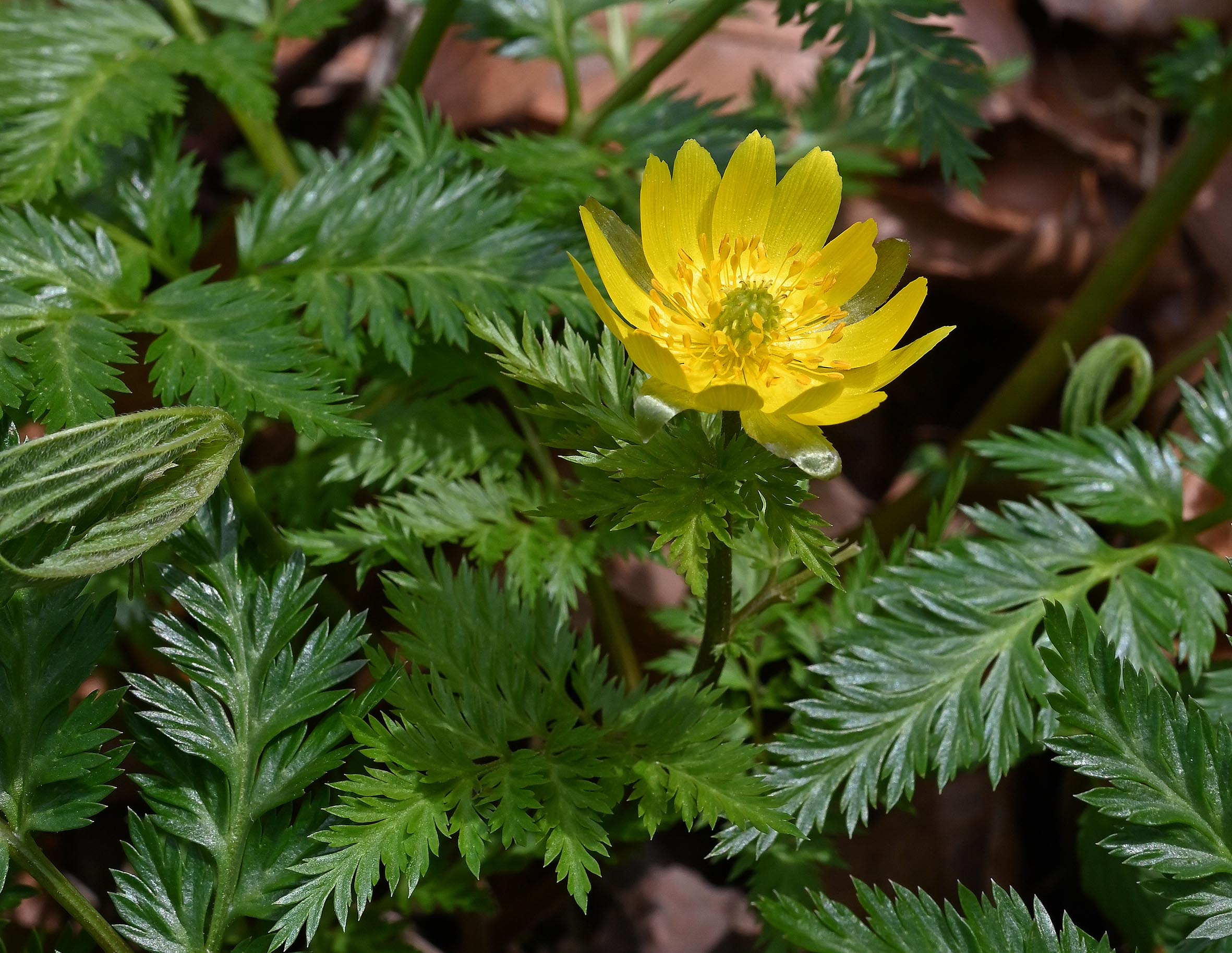 シコクフクジュソウ（キンポウゲ科）