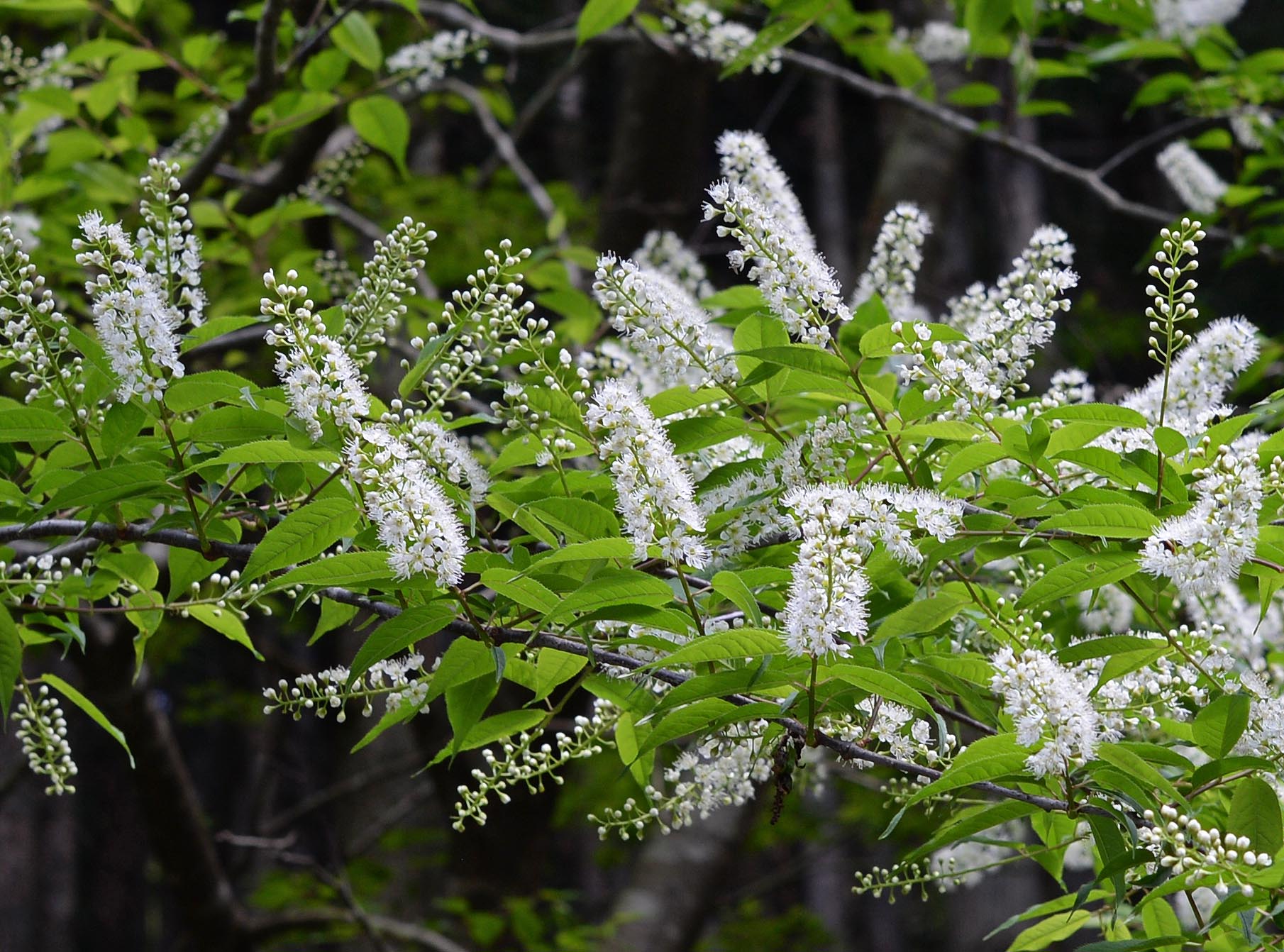 <i>Padus grayana</i> (Maxim.) C.K.Schneid. (<i>Rosaceae</i>)