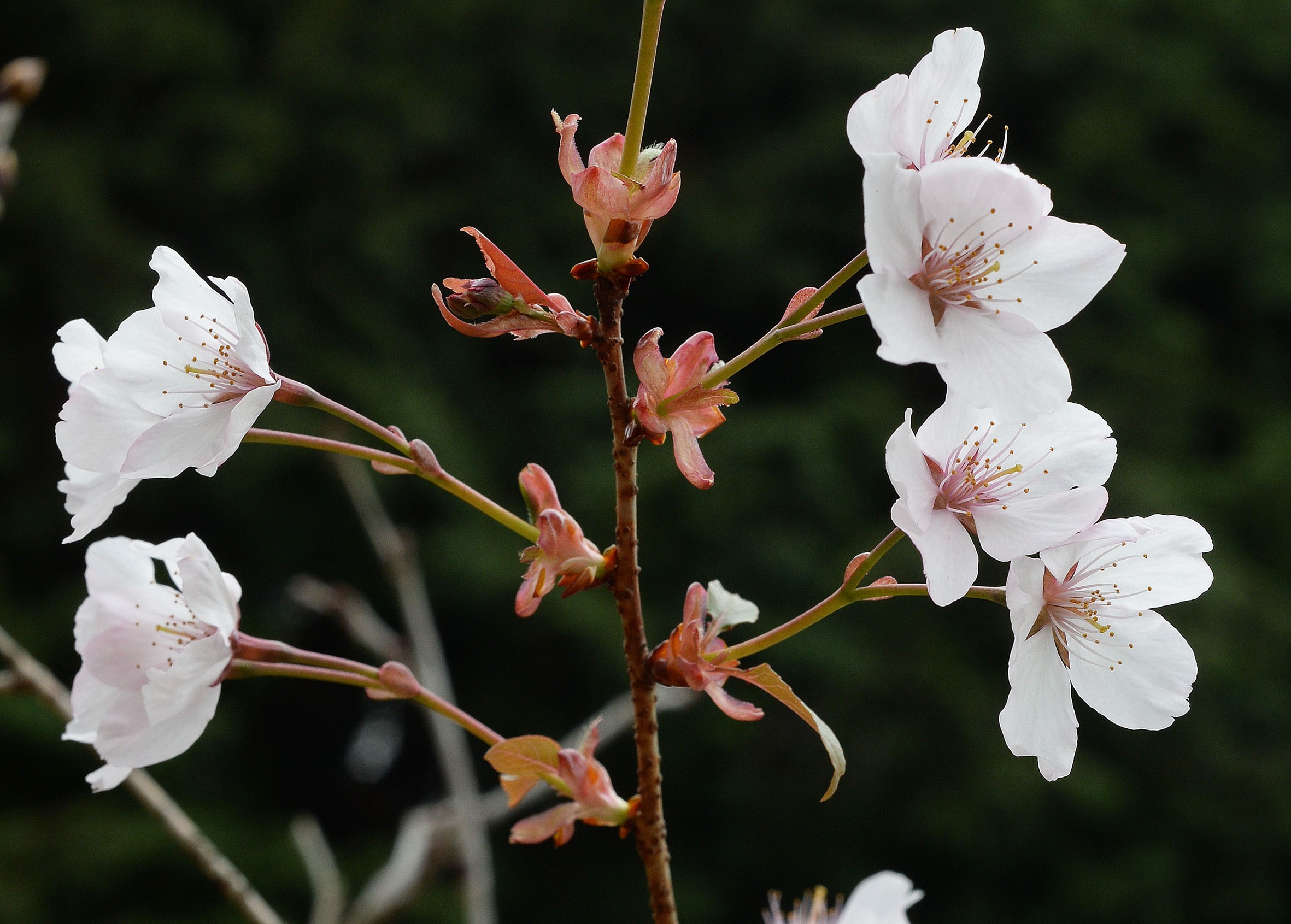 ワカキノサクラ（バラ科）