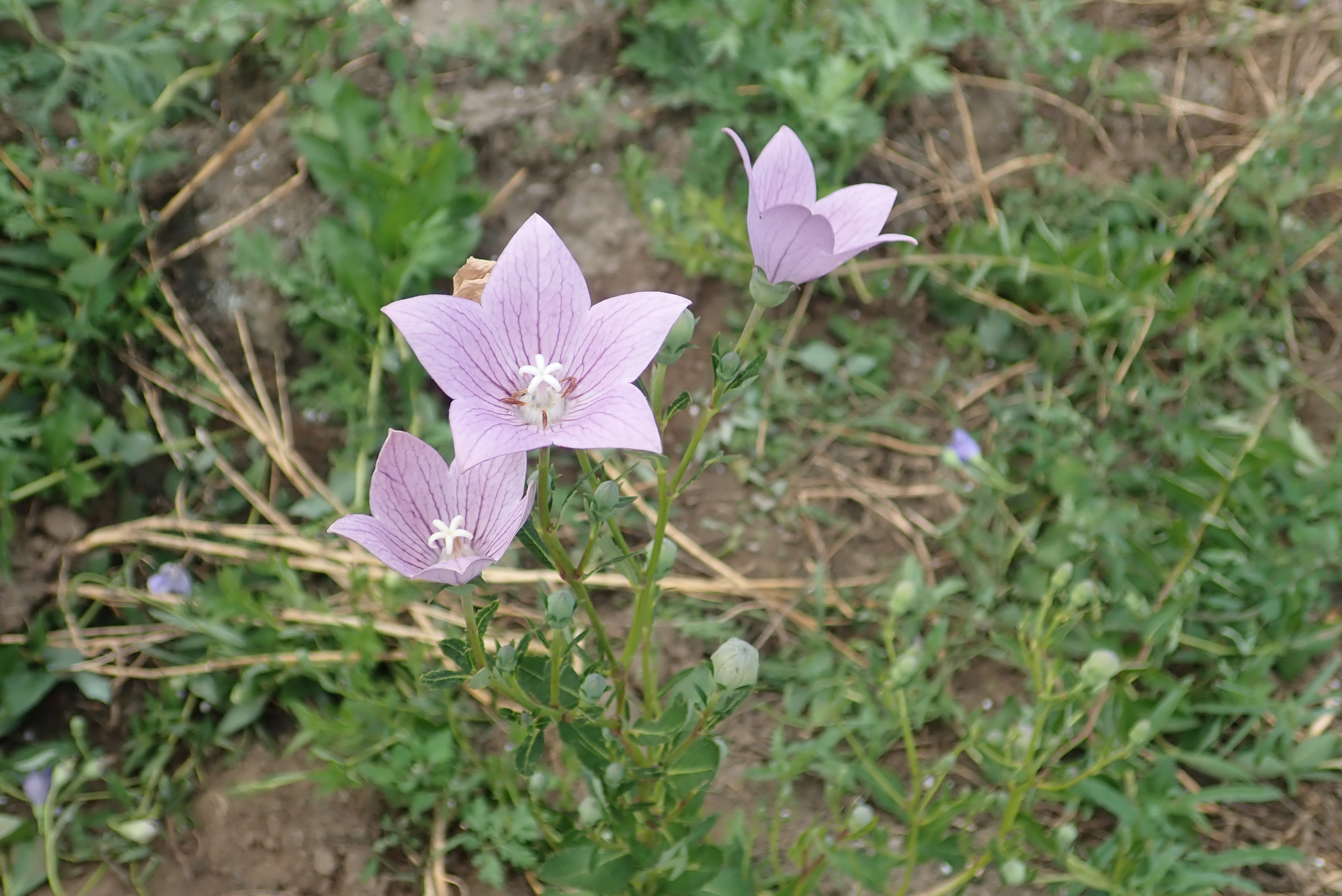キキョウ（キキョウ科）
