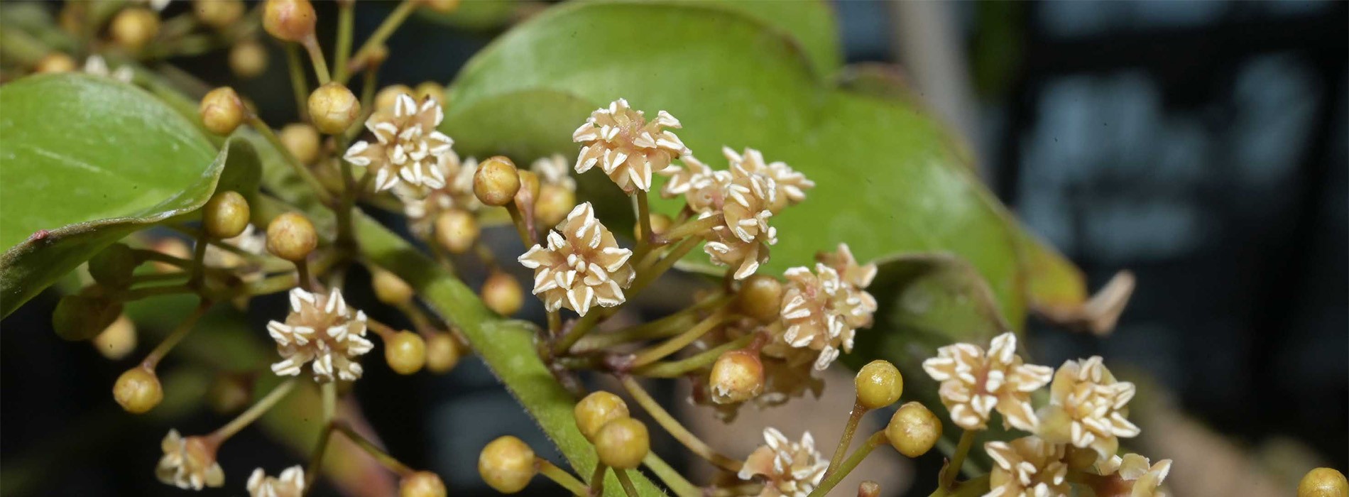 アンボレラ（アンボレラ科）の雄花