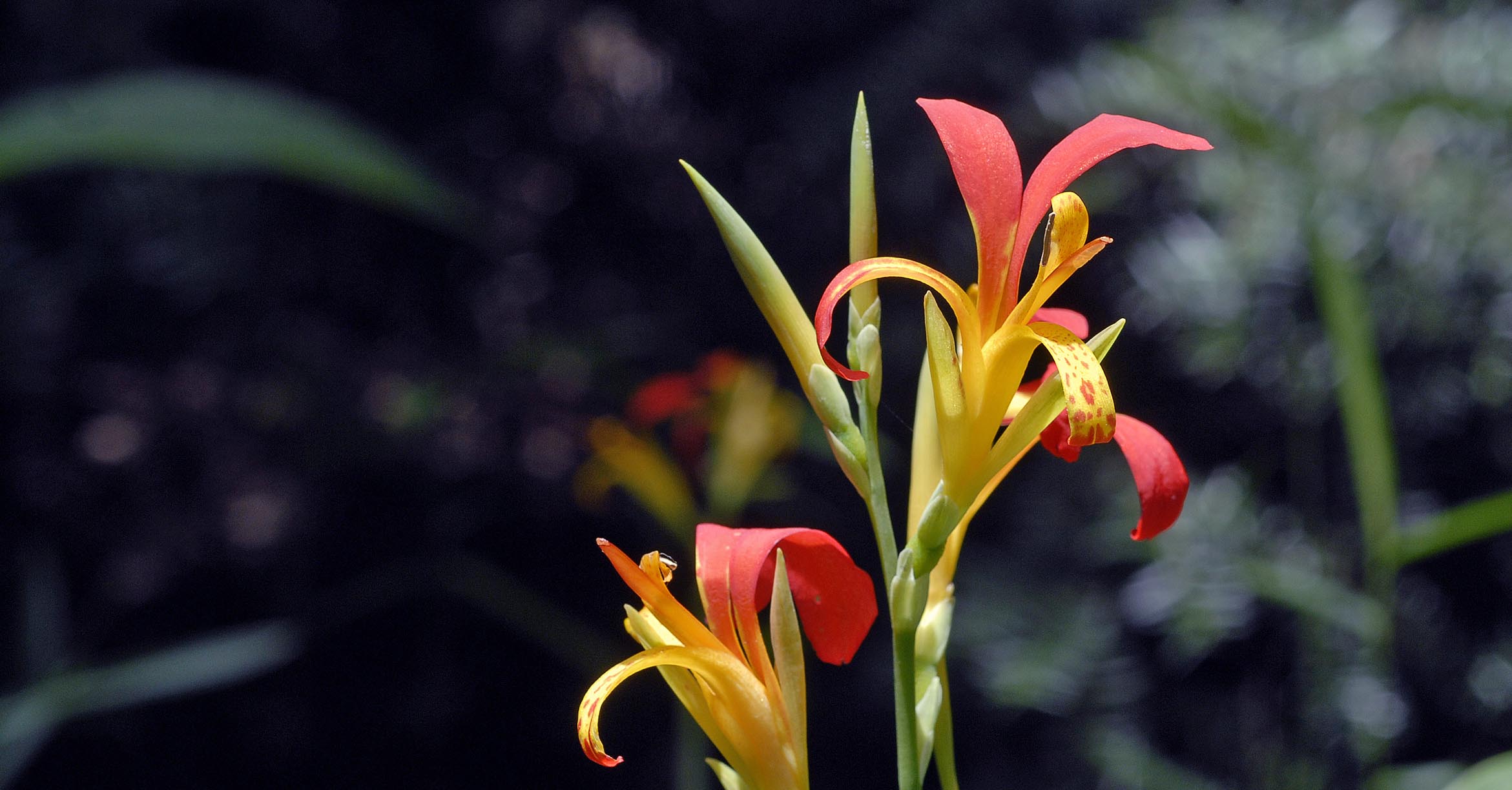 ダンドク（カンナ科）