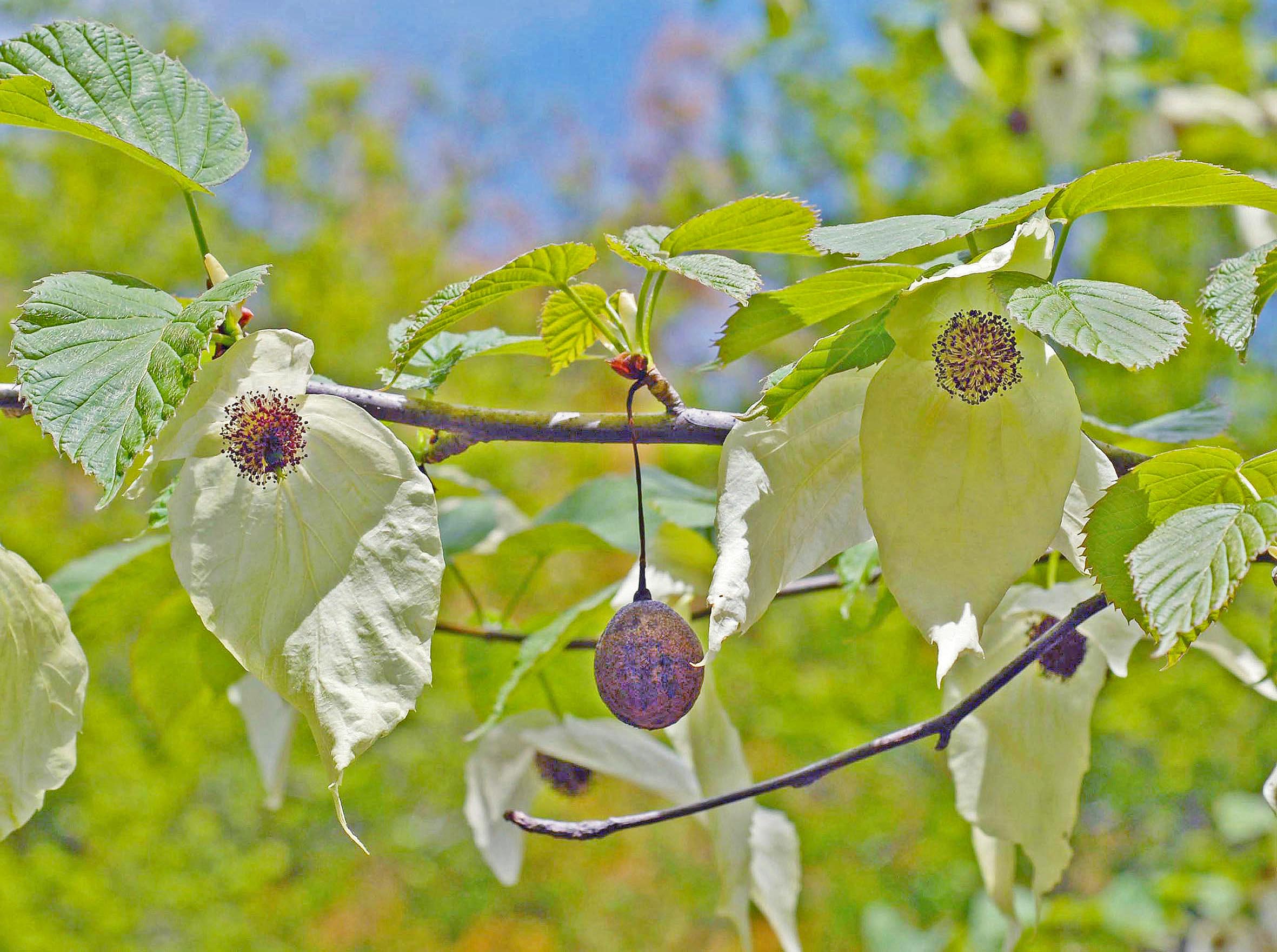 ハンカチノキ（ミズキ科）