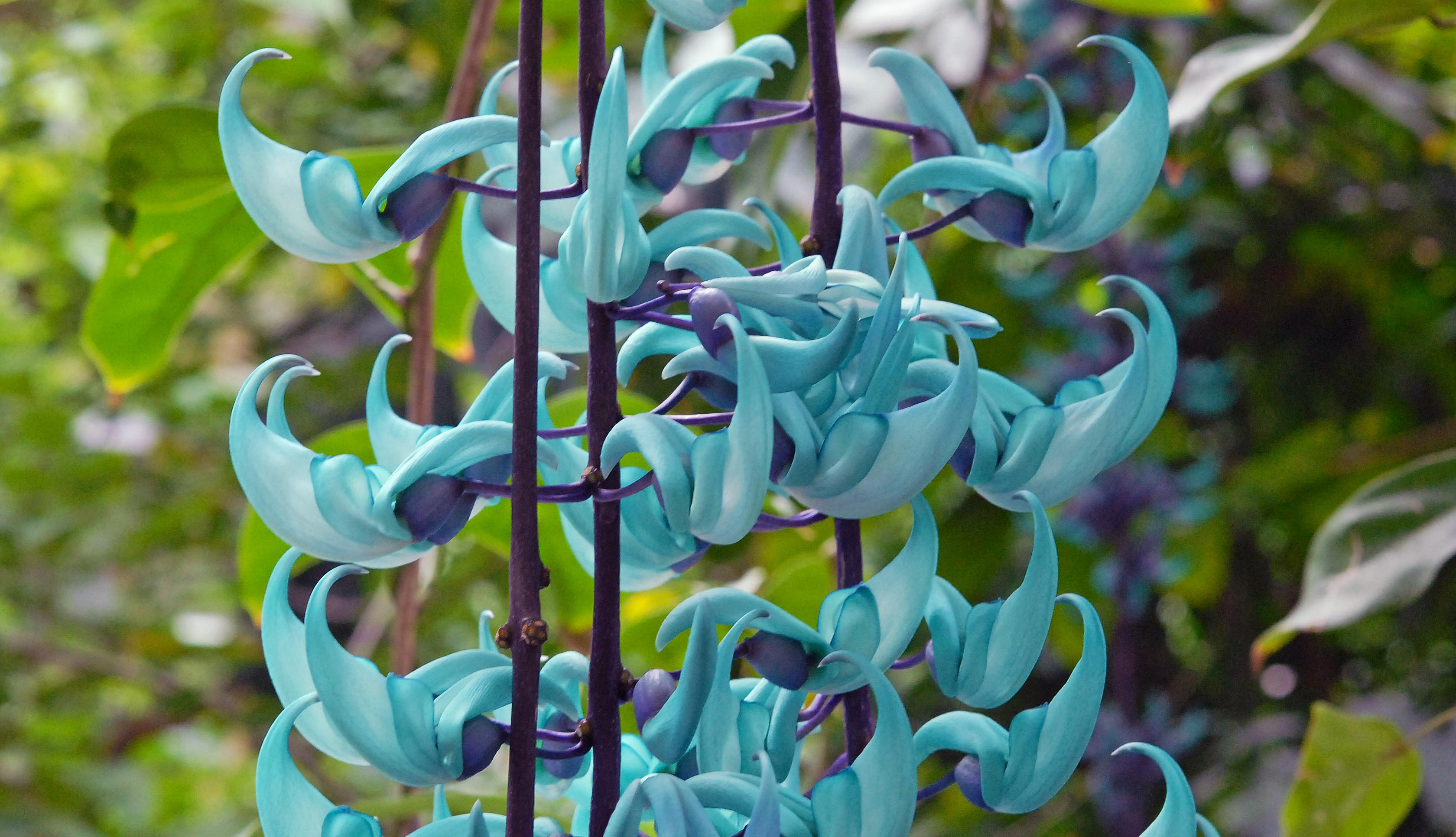 ヒスイカズラ（マメ科）