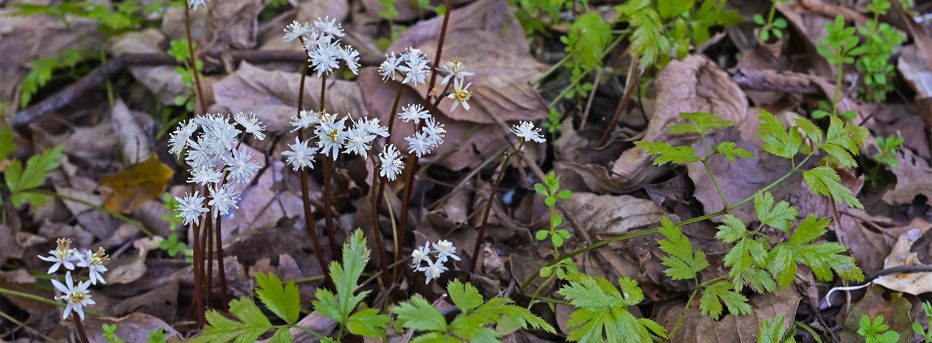 セリバオウレン（キンポウゲ科）