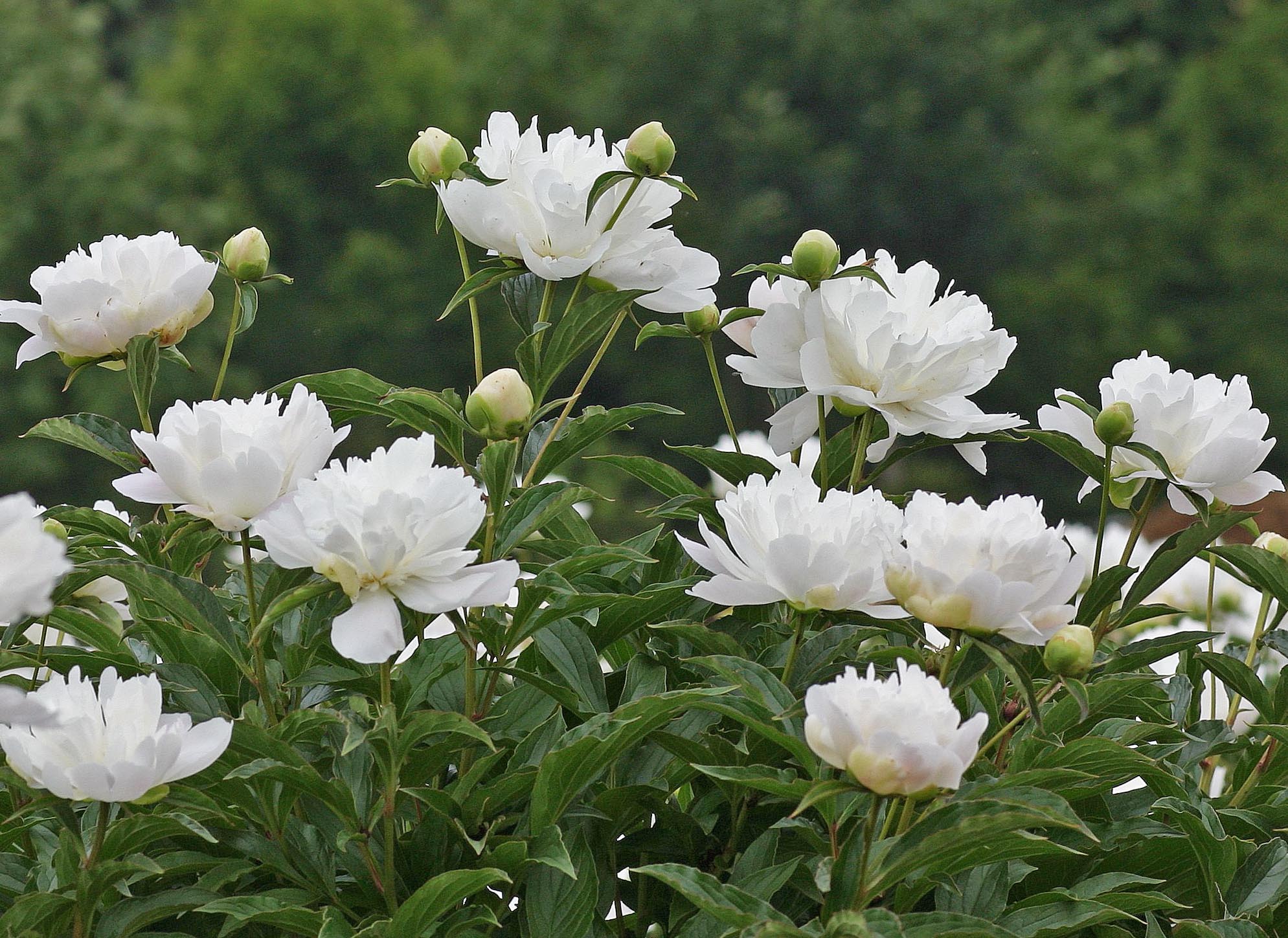 シャクヤク（ボタン科）