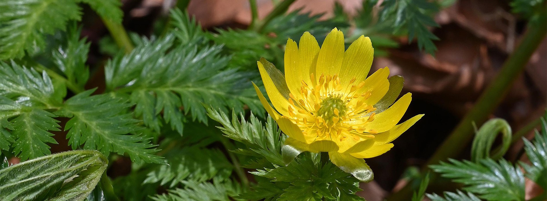 シコクフクジュソウ（キンポウゲ科）