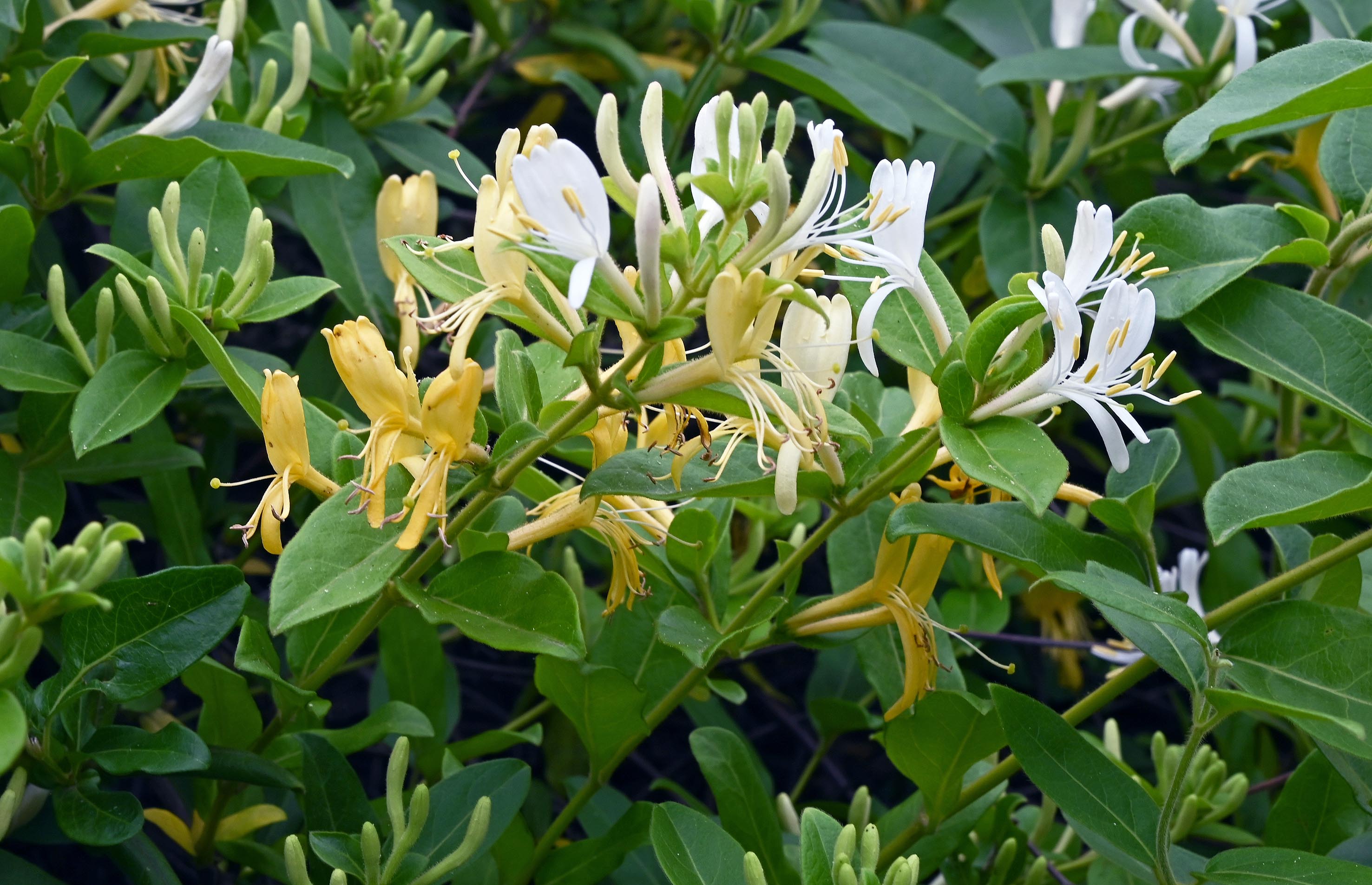 スイカズラ（スイカズラ科）