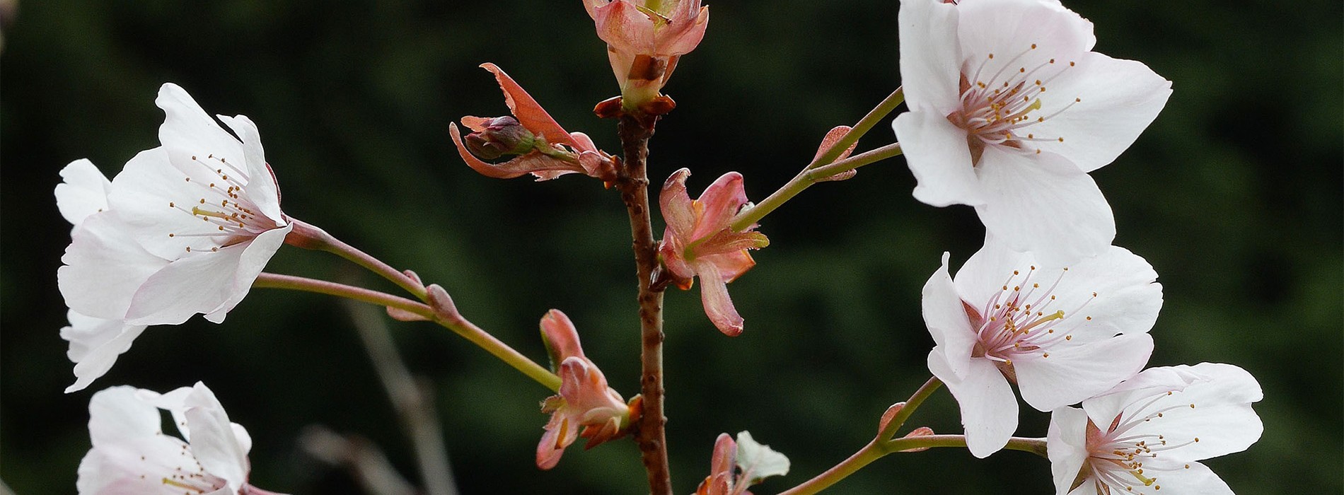 ワカキノサクラ（バラ科）